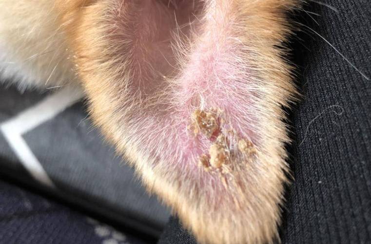 狗狗耳朵结痂擦什么药_狗耳朵边缘有结痂用什么药膏-第3张图片-后鲨宠物 狗狗耳朵结痂擦什么药_狗耳朵边缘有结痂用什么药膏-第3张图片-后鲨宠物