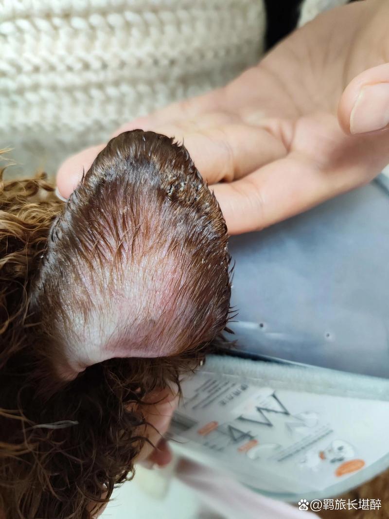 狗狗耳朵结痂擦什么药_狗耳朵边缘有结痂用什么药膏-第4张图片-后鲨宠物 狗狗耳朵结痂擦什么药_狗耳朵边缘有结痂用什么药膏-第4张图片-后鲨宠物