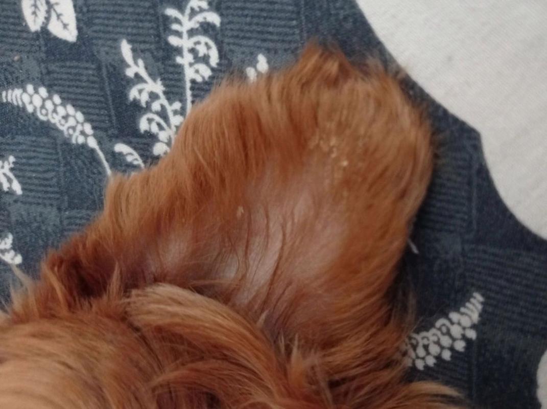 狗狗耳朵结痂擦什么药_狗耳朵边缘有结痂用什么药膏-第5张图片-后鲨宠物 狗狗耳朵结痂擦什么药_狗耳朵边缘有结痂用什么药膏-第5张图片-后鲨宠物