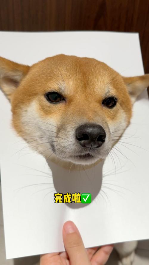 怎么让狗狗耳朵立起来_怎样让狗狗耳朵立起来-第1张图片-后鲨宠物 怎么让狗狗耳朵立起来_怎样让狗狗耳朵立起来-第1张图片-后鲨宠物