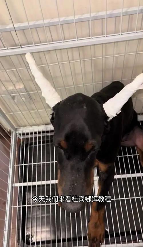 怎么让狗狗耳朵立起来_怎样让狗狗耳朵立起来-第4张图片-后鲨宠物 怎么让狗狗耳朵立起来_怎样让狗狗耳朵立起来-第4张图片-后鲨宠物