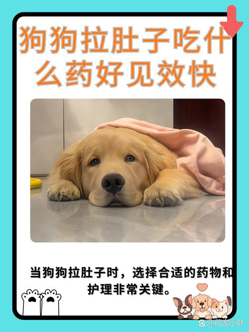 乳酶生片狗狗可以吃吗_狗狗吃乳酶生片吃人用还是兽用吗-第5张图片-后鲨宠物 乳酶生片狗狗可以吃吗_狗狗吃乳酶生片吃人用还是兽用吗-第5张图片-后鲨宠物