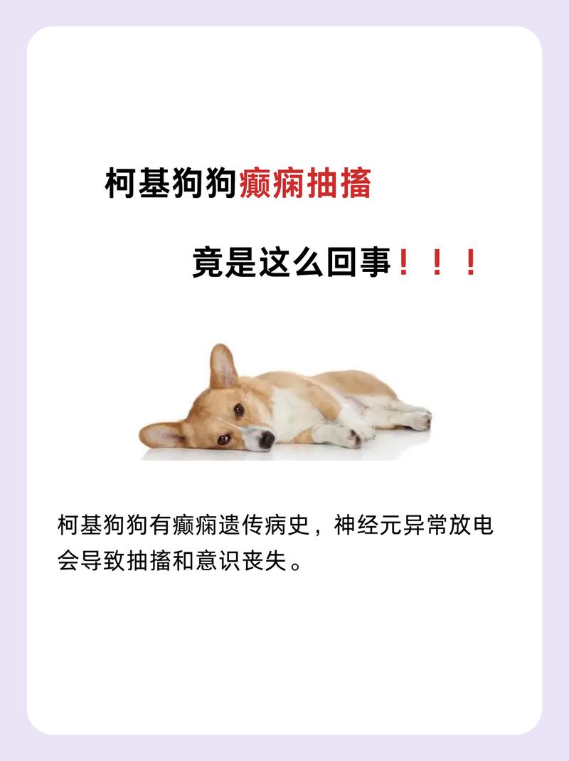 狗狗癫疯病是怎么引起的,狗狗癫疯怎么治疗方法?-第6张图片-后鲨宠物 狗狗癫疯病是怎么引起的,狗狗癫疯怎么治疗方法?-第6张图片-后鲨宠物