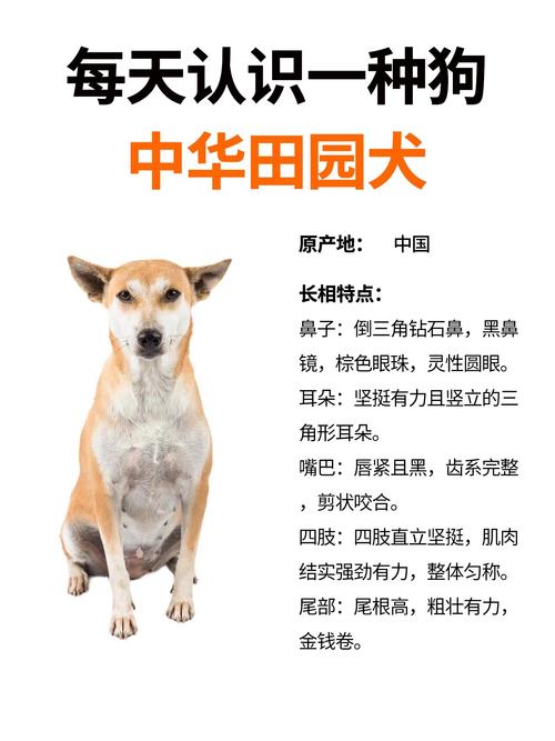 小狗狗的名字大全,小狗狗名字大全九月出生-第4张图片-后鲨宠物 小狗狗的名字大全,小狗狗名字大全九月出生-第4张图片-后鲨宠物