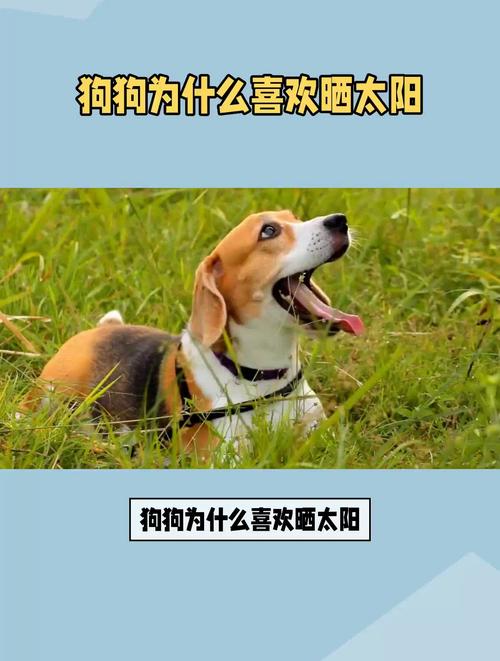 狗狗晒太阳的最佳时间,狗狗晒太阳的最佳时间和地点-第1张图片-后鲨宠物 狗狗晒太阳的最佳时间,狗狗晒太阳的最佳时间和地点-第1张图片-后鲨宠物