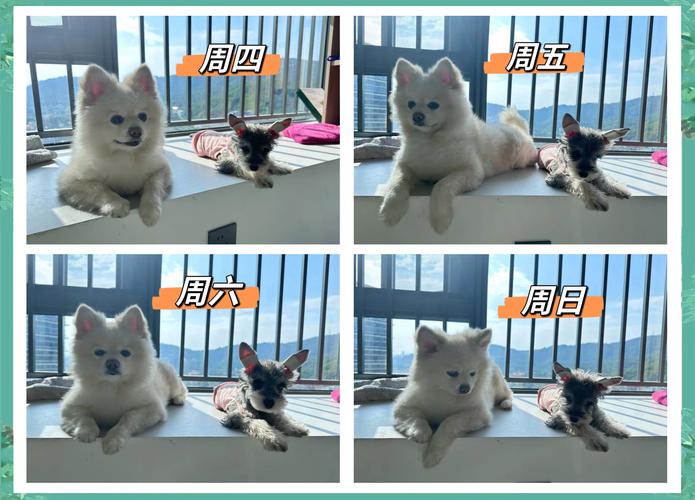 狗狗晒太阳的最佳时间,狗狗晒太阳的最佳时间和地点-第3张图片-后鲨宠物 狗狗晒太阳的最佳时间,狗狗晒太阳的最佳时间和地点-第3张图片-后鲨宠物