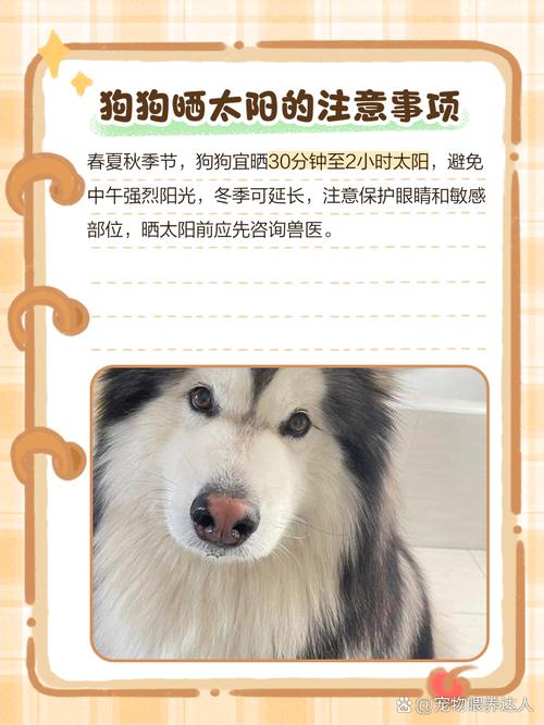 狗狗晒太阳的最佳时间,狗狗晒太阳的最佳时间和地点-第6张图片-后鲨宠物 狗狗晒太阳的最佳时间,狗狗晒太阳的最佳时间和地点-第6张图片-后鲨宠物