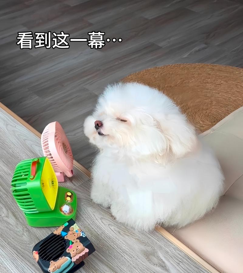 狗狗可以吹风扇吗,狗狗可以吹风扇吗夏天-第3张图片-后鲨宠物 狗狗可以吹风扇吗,狗狗可以吹风扇吗夏天-第3张图片-后鲨宠物