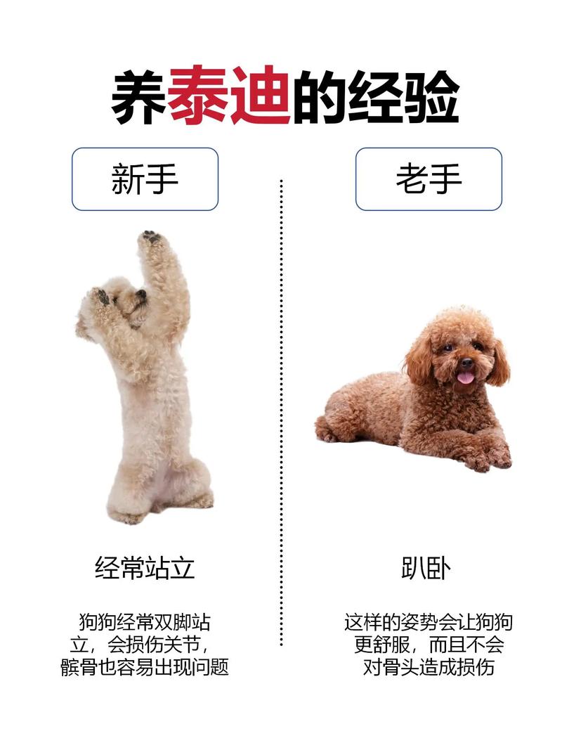 怎么训练泰迪狗狗听话，怎样养泰迪狗让泰迪狗乖巧听话的训练方法？