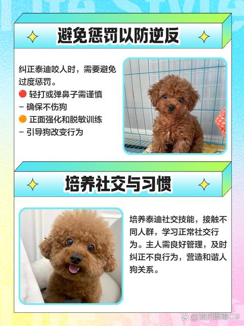 怎么训练泰迪狗狗听话，怎样养泰迪狗让泰迪狗乖巧听话的训练方法？-第3张图片-后鲨宠物