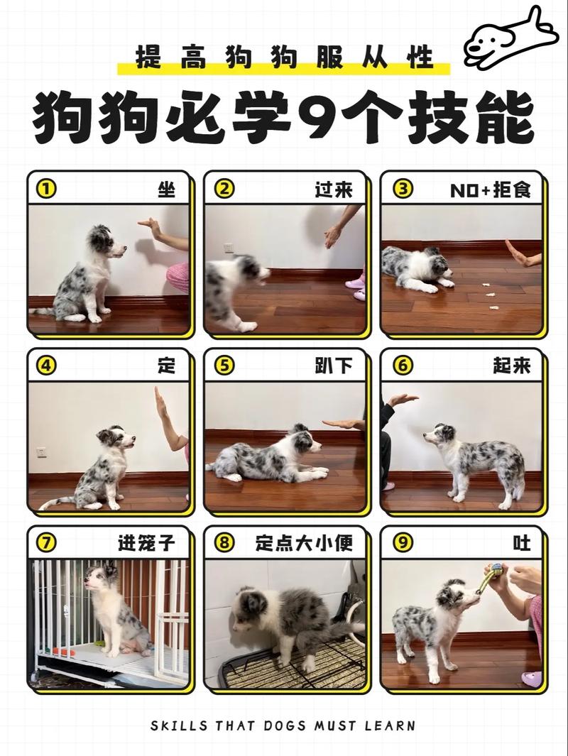 怎么训练泰迪狗狗听话，怎样养泰迪狗让泰迪狗乖巧听话的训练方法？-第4张图片-后鲨宠物