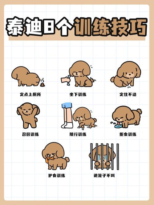 怎么训练泰迪狗狗听话，怎样养泰迪狗让泰迪狗乖巧听话的训练方法？-第6张图片-后鲨宠物