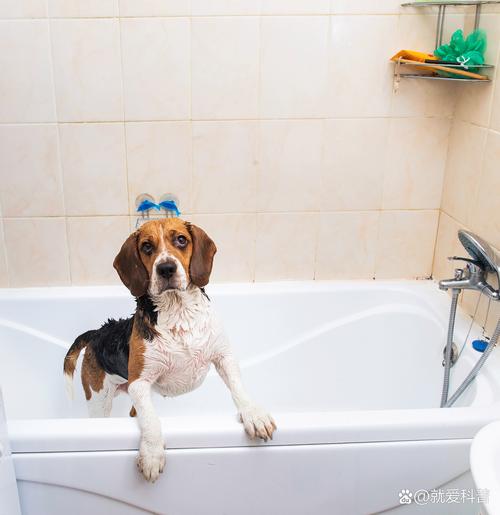 狗狗快生了可以洗澡吗,狗狗快生了可以洗澡吗视频-第2张图片-后鲨宠物 狗狗快生了可以洗澡吗,狗狗快生了可以洗澡吗视频-第2张图片-后鲨宠物