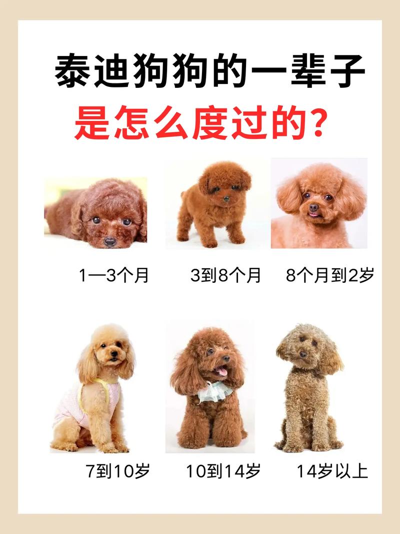 泰迪狗狗能活多久_泰迪狗狗可以活多少年-第2张图片-后鲨宠物 泰迪狗狗能活多久_泰迪狗狗可以活多少年-第2张图片-后鲨宠物