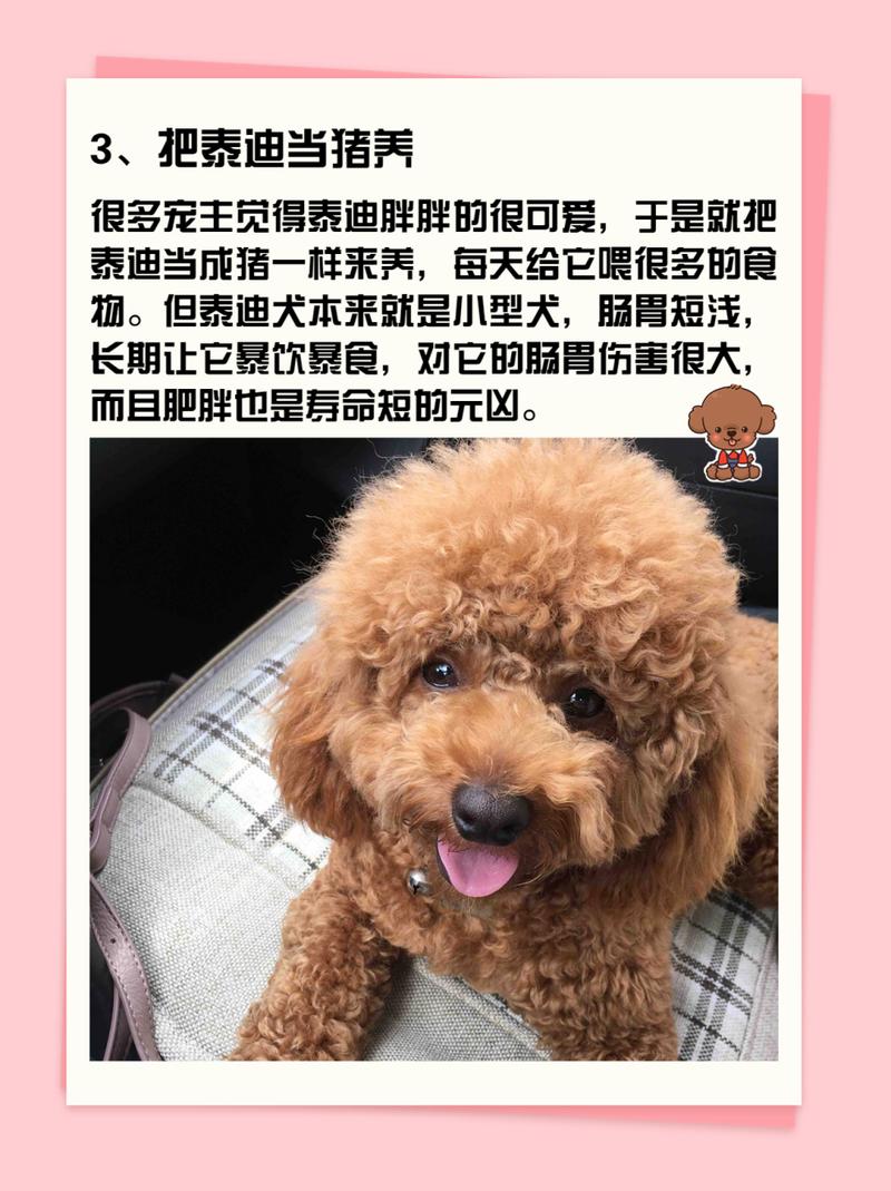 泰迪狗狗能活多久_泰迪狗狗可以活多少年-第4张图片-后鲨宠物 泰迪狗狗能活多久_泰迪狗狗可以活多少年-第4张图片-后鲨宠物