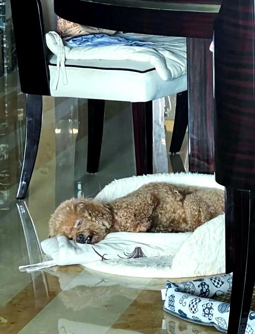 泰迪狗狗能活多久_泰迪狗狗可以活多少年-第6张图片-后鲨宠物 泰迪狗狗能活多久_泰迪狗狗可以活多少年-第6张图片-后鲨宠物