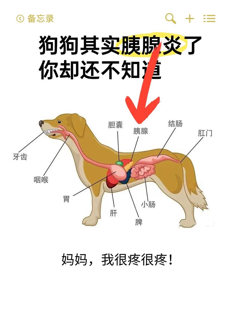 狗狗得了胰腺炎怎么办_狗狗得了胰腺炎在家怎么治-第1张图片-后鲨宠物 狗狗得了胰腺炎怎么办_狗狗得了胰腺炎在家怎么治-第1张图片-后鲨宠物