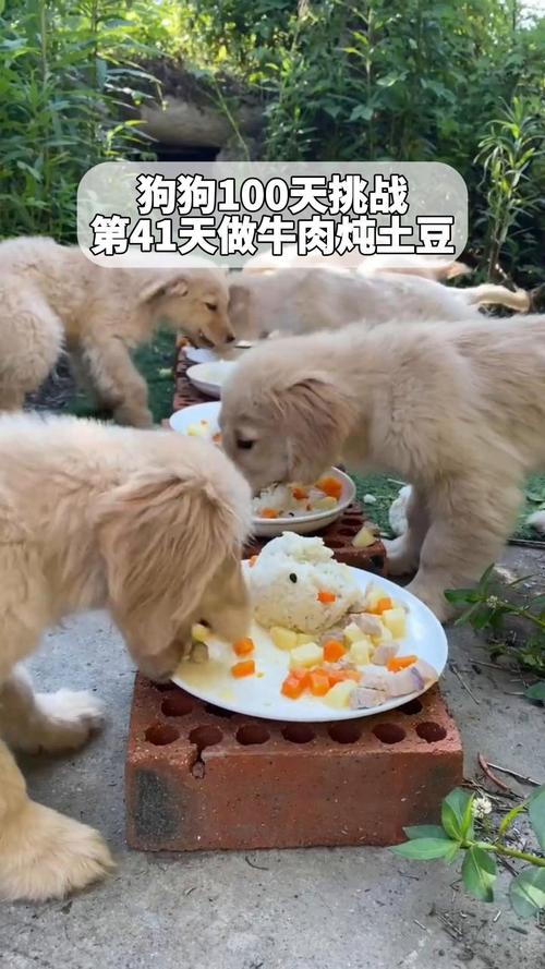 狗狗能吃煮熟的土豆吗,狗能不能吃熟的土豆-第3张图片-后鲨宠物 狗狗能吃煮熟的土豆吗,狗能不能吃熟的土豆-第3张图片-后鲨宠物