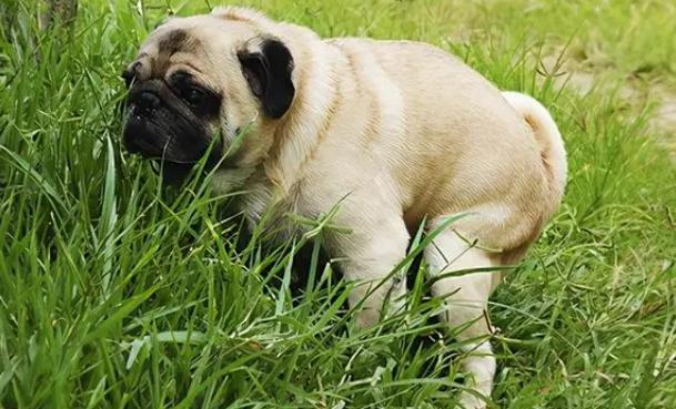 狗狗拉水样便怎么办,狗狗拉水样便图片?-第1张图片-后鲨宠物 狗狗拉水样便怎么办,狗狗拉水样便图片?-第1张图片-后鲨宠物