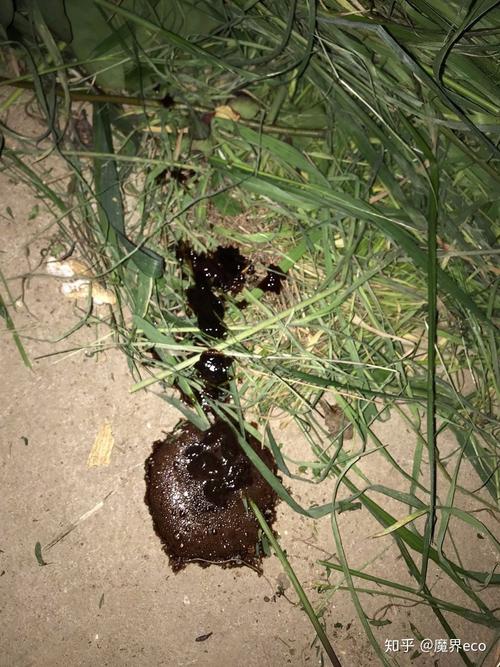 狗狗拉水样便怎么办,狗狗拉水样便图片?-第2张图片-后鲨宠物 狗狗拉水样便怎么办,狗狗拉水样便图片?-第2张图片-后鲨宠物