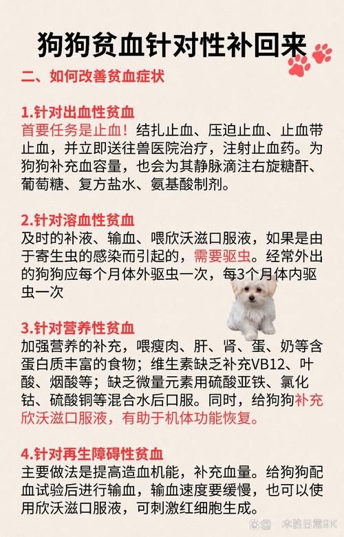 狗狗贫血严重怎么办,狗狗贫血严重怎么办能治好吗-第3张图片-后鲨宠物 狗狗贫血严重怎么办,狗狗贫血严重怎么办能治好吗-第3张图片-后鲨宠物