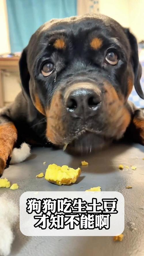 狗狗可以吃马铃薯吗_狗可以吃马铃薯嘛-第2张图片-后鲨宠物 狗狗可以吃马铃薯吗_狗可以吃马铃薯嘛-第2张图片-后鲨宠物