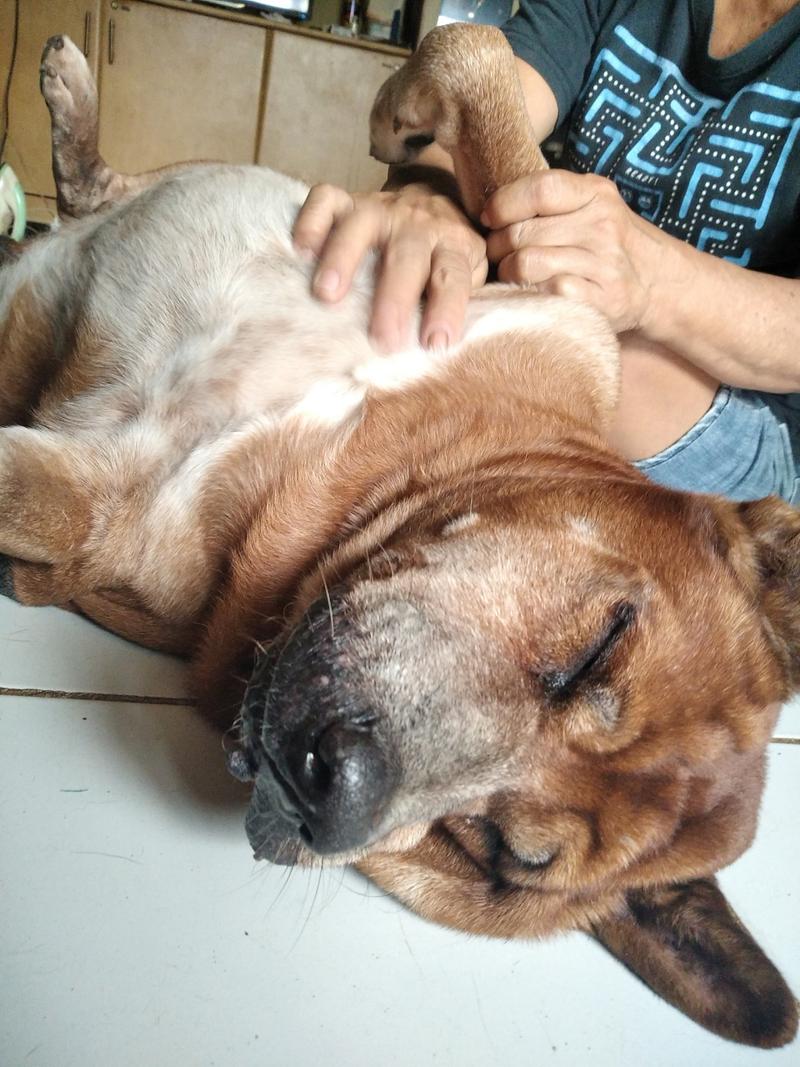  狗狗怀孕要几个月，狗怀孕期多久