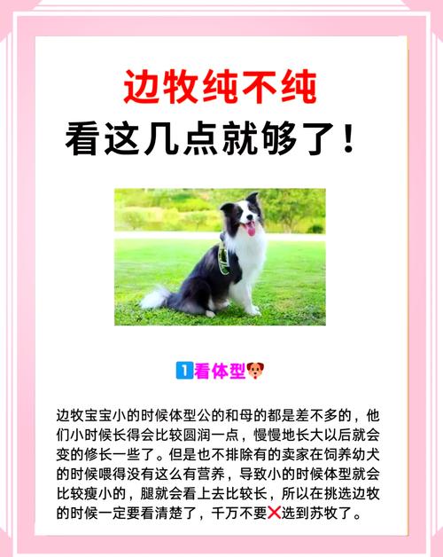 狗狗能吃虾米吗_狗吃虾米可以吗-第1张图片-后鲨宠物 狗狗能吃虾米吗_狗吃虾米可以吗-第1张图片-后鲨宠物