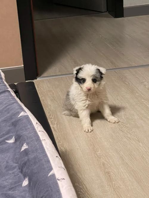 狗狗能吃虾米吗_狗吃虾米可以吗-第3张图片-后鲨宠物 狗狗能吃虾米吗_狗吃虾米可以吗-第3张图片-后鲨宠物