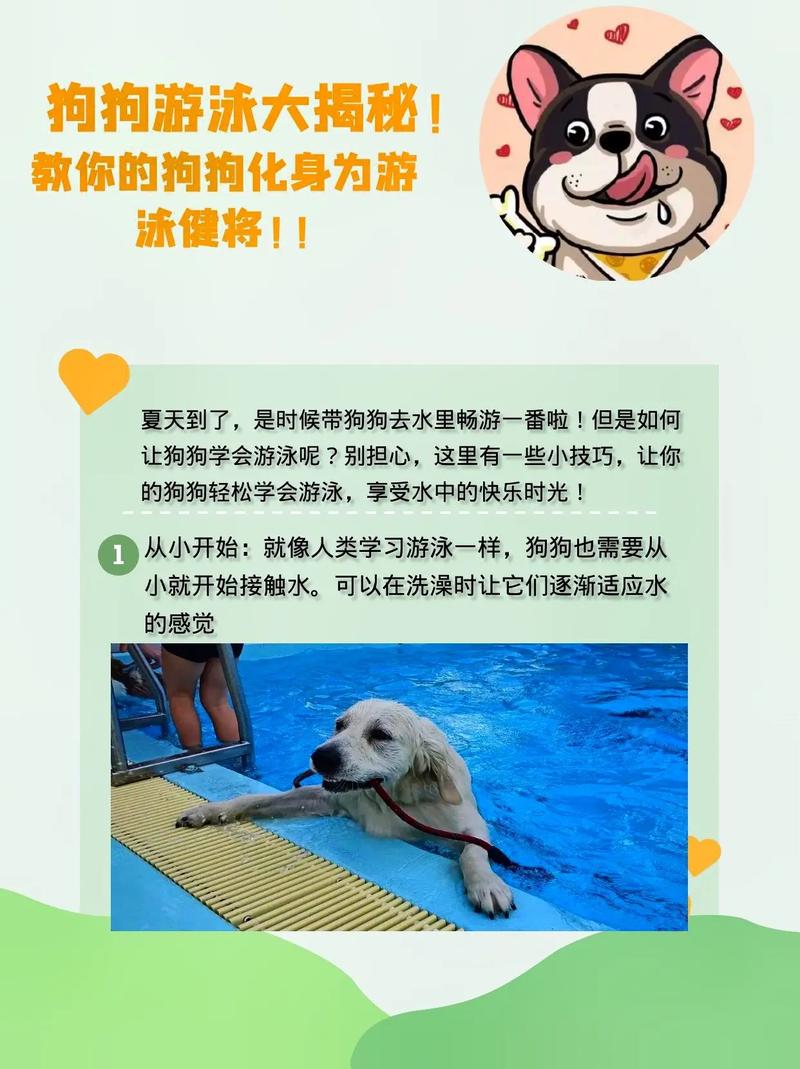 狗狗可以在海里游泳吗,狗能不能在水里游泳-第1张图片-后鲨宠物 狗狗可以在海里游泳吗,狗能不能在水里游泳-第1张图片-后鲨宠物