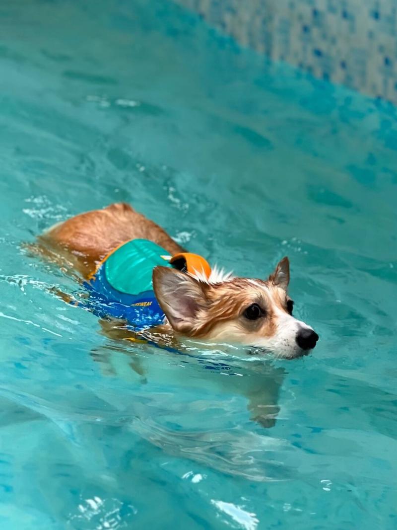 狗狗可以在海里游泳吗,狗能不能在水里游泳-第3张图片-后鲨宠物 狗狗可以在海里游泳吗,狗能不能在水里游泳-第3张图片-后鲨宠物