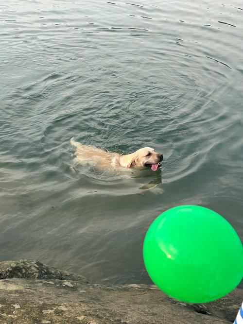 狗狗可以在海里游泳吗,狗能不能在水里游泳-第4张图片-后鲨宠物 狗狗可以在海里游泳吗,狗能不能在水里游泳-第4张图片-后鲨宠物