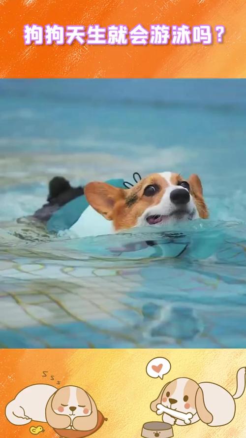 狗狗可以在海里游泳吗,狗能不能在水里游泳-第5张图片-后鲨宠物 狗狗可以在海里游泳吗,狗能不能在水里游泳-第5张图片-后鲨宠物
