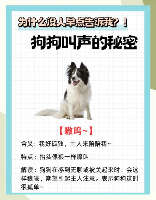 怎样听懂狗狗说话_怎么样才能听懂狗狗说话-第1张图片-后鲨宠物 怎样听懂狗狗说话_怎么样才能听懂狗狗说话-第1张图片-后鲨宠物