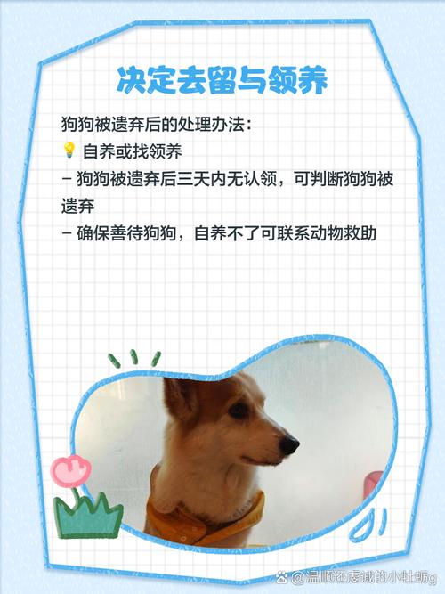 捡到的狗狗要怎么处理,捡来的狗应该怎么办-第1张图片-后鲨宠物 捡到的狗狗要怎么处理,捡来的狗应该怎么办-第1张图片-后鲨宠物