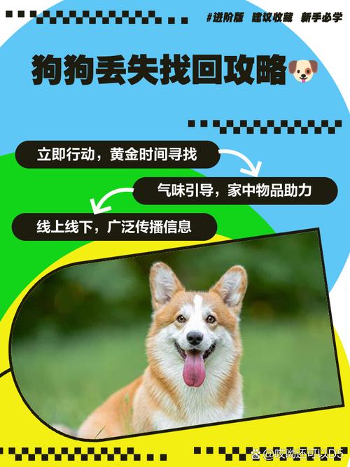 捡到的狗狗要怎么处理,捡来的狗应该怎么办-第3张图片-后鲨宠物 捡到的狗狗要怎么处理,捡来的狗应该怎么办-第3张图片-后鲨宠物