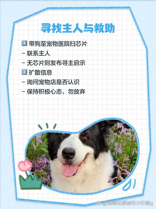 捡到的狗狗要怎么处理,捡来的狗应该怎么办-第2张图片-后鲨宠物 捡到的狗狗要怎么处理,捡来的狗应该怎么办-第2张图片-后鲨宠物