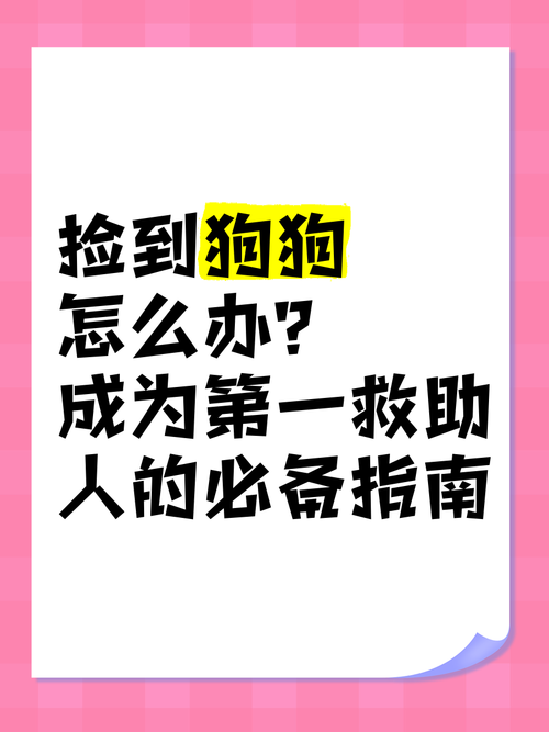 捡到的狗狗要怎么处理,捡来的狗应该怎么办-第5张图片-后鲨宠物 捡到的狗狗要怎么处理,捡来的狗应该怎么办-第5张图片-后鲨宠物