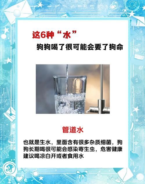狗狗能喝温水吗,狗子能不能喝温水?-第6张图片-后鲨宠物 狗狗能喝温水吗,狗子能不能喝温水?-第6张图片-后鲨宠物