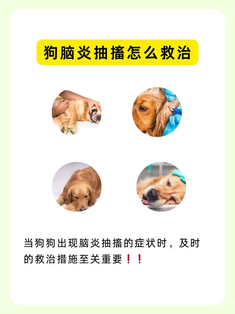狗狗得脑炎会坚持多久,狗狗得脑炎多长时间会死?-第4张图片-后鲨宠物 狗狗得脑炎会坚持多久,狗狗得脑炎多长时间会死?-第4张图片-后鲨宠物