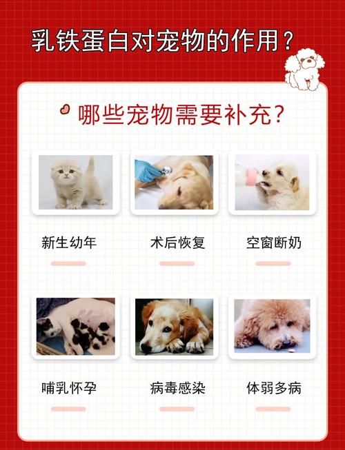 狗狗能吃蛋白吗,狗狗能不能吃蛋白和蛋黄呢-第1张图片-后鲨宠物 狗狗能吃蛋白吗,狗狗能不能吃蛋白和蛋黄呢-第1张图片-后鲨宠物