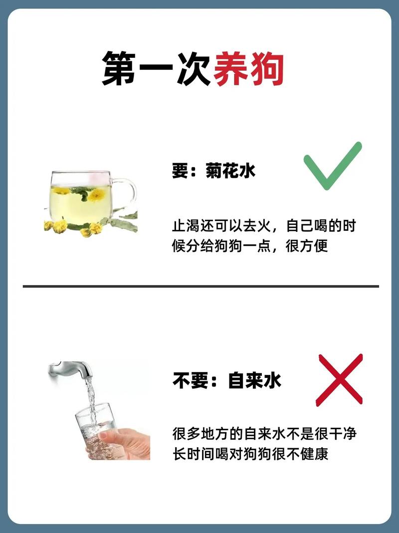 狗狗可以喝菊花水吗,狗狗可以喝菊花水吗一天几次-第3张图片-后鲨宠物 狗狗可以喝菊花水吗,狗狗可以喝菊花水吗一天几次-第3张图片-后鲨宠物