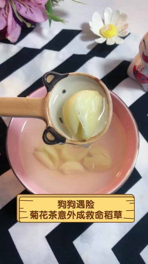 狗狗可以喝菊花水吗,狗狗可以喝菊花水吗一天几次-第5张图片-后鲨宠物 狗狗可以喝菊花水吗,狗狗可以喝菊花水吗一天几次-第5张图片-后鲨宠物