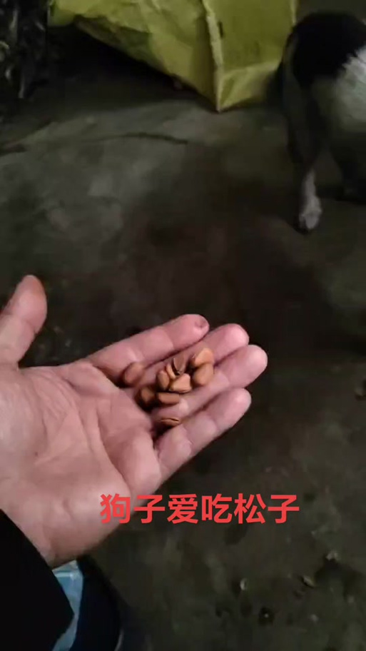 狗狗可以吃松子吗,狗狗可以吃松子吗有毒吗?-第2张图片-后鲨宠物 狗狗可以吃松子吗,狗狗可以吃松子吗有毒吗?-第2张图片-后鲨宠物