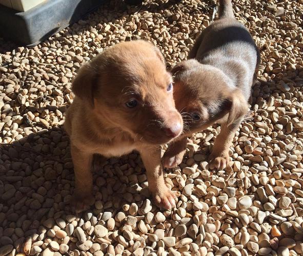 狗狗可以吃松子吗,狗狗可以吃松子吗有毒吗?-第3张图片-后鲨宠物 狗狗可以吃松子吗,狗狗可以吃松子吗有毒吗?-第3张图片-后鲨宠物