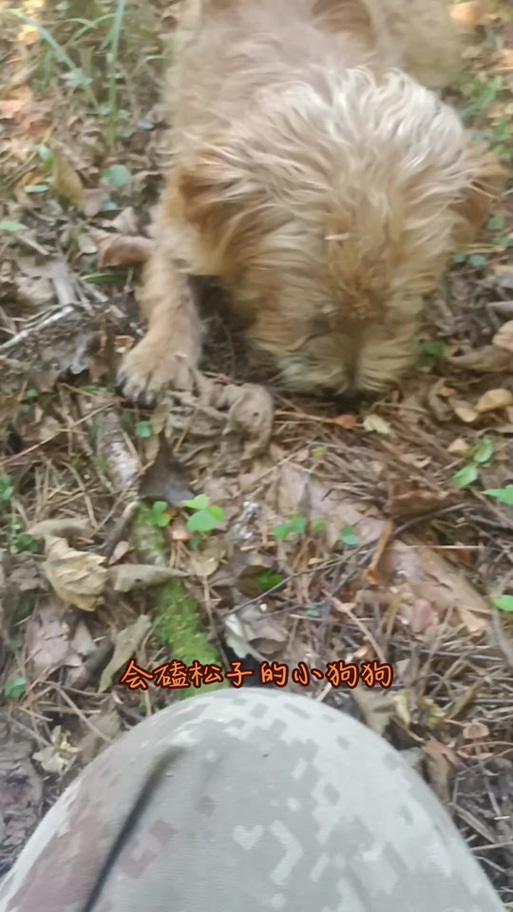 狗狗可以吃松子吗,狗狗可以吃松子吗有毒吗?-第4张图片-后鲨宠物 狗狗可以吃松子吗,狗狗可以吃松子吗有毒吗?-第4张图片-后鲨宠物