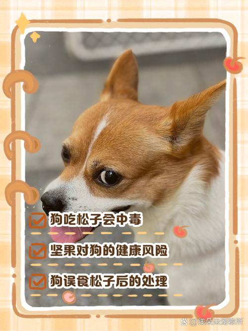 狗狗可以吃松子吗,狗狗可以吃松子吗有毒吗?-第6张图片-后鲨宠物 狗狗可以吃松子吗,狗狗可以吃松子吗有毒吗?-第6张图片-后鲨宠物