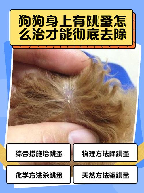 狗狗身上有跳蚤用什么药,狗狗身上有跳蚤用什么药去除-第5张图片-后鲨宠物 狗狗身上有跳蚤用什么药,狗狗身上有跳蚤用什么药去除-第5张图片-后鲨宠物