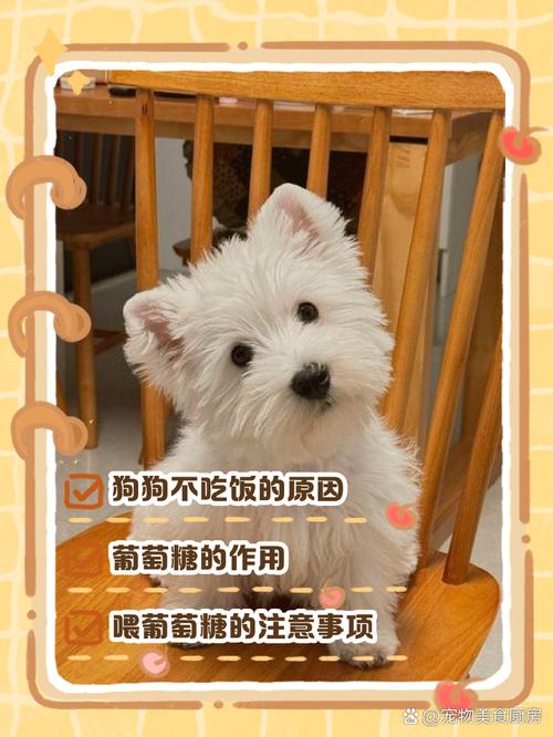 狗狗喝葡萄糖兑多少水,狗狗喝葡萄糖兑多少水合适-第4张图片-后鲨宠物 狗狗喝葡萄糖兑多少水,狗狗喝葡萄糖兑多少水合适-第4张图片-后鲨宠物