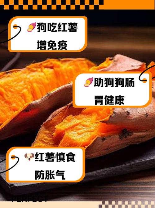 狗狗吃红薯有什么好处_狗狗吃红薯有什么好处和功效-第2张图片-后鲨宠物 狗狗吃红薯有什么好处_狗狗吃红薯有什么好处和功效-第2张图片-后鲨宠物
